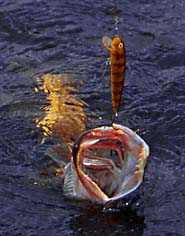 brochet pris sur un poisson nageur classique